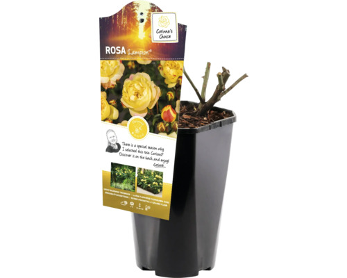 Rosa Lampion in een pot, klaar om in de tuin te planten.