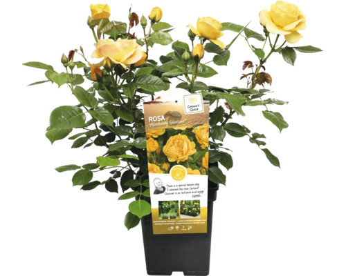 Gele perkroos in pot