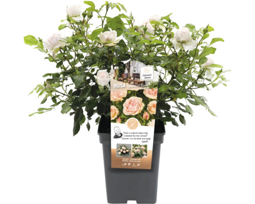 Roos in pot met bladeren en bloemen
