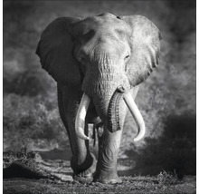 Zwart-witfoto van een olifant