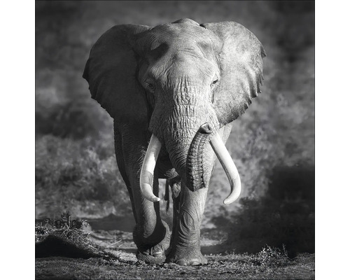 PURE LIVING Schilderij canvas Grey Elephant Head 27x27 cm