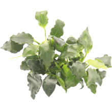 Aquariumplant met groene bladeren