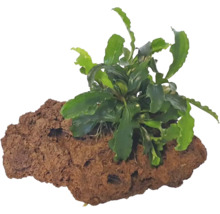 Aquariumplant op lavasteen