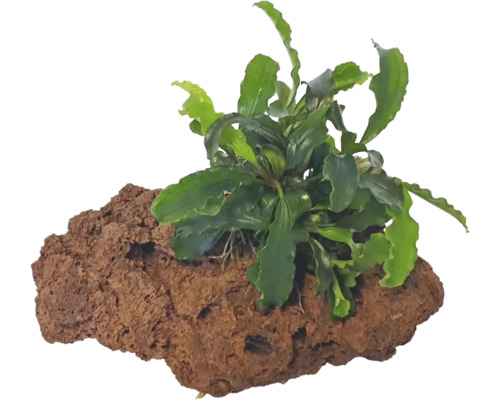 Aquariumplant op lavasteen