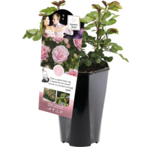 Roos in pot met etiket