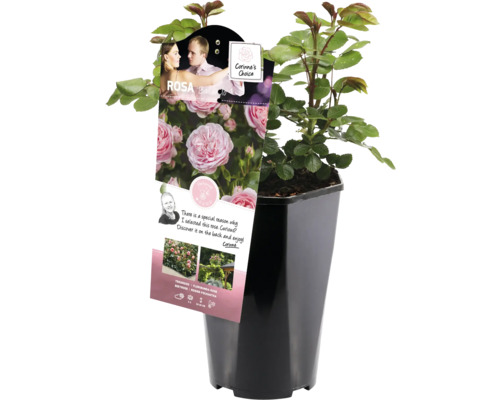 Roos in pot met etiket