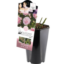Rosa ''Balanco'' in pot