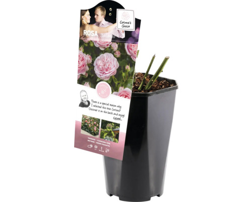 Rosa ''Balanco'' in pot