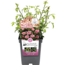 Rosa The Fairy plant in pot