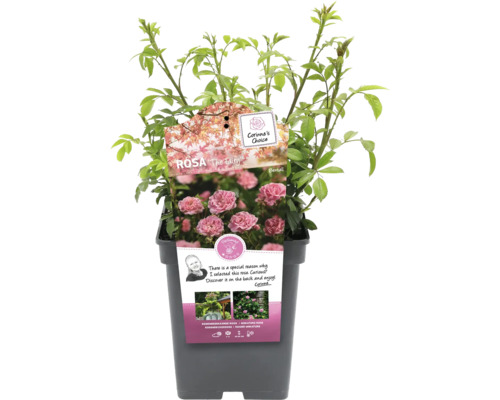 Rosa The Fairy plant in pot