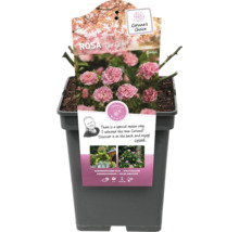 Rosa The Fairy in pot