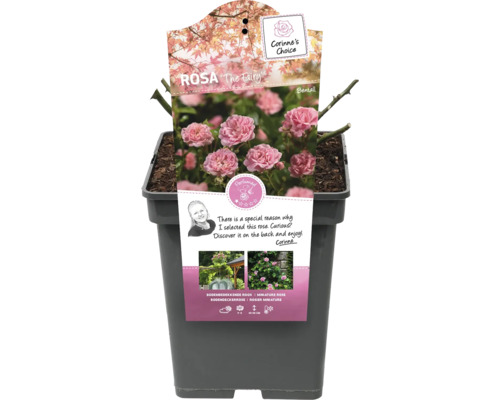 Rosa The Fairy in pot