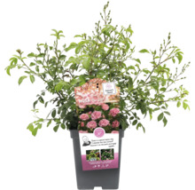 Rosa The Fairy in pot