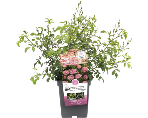 Rosa The Fairy in pot