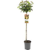 Rozenstam in pot met steunpaal
