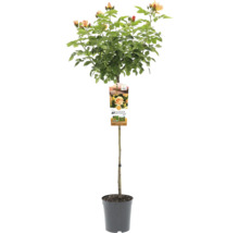 Stamroos in pot