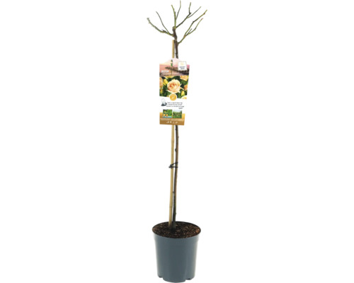 Rozenboom in een pot met plantenlabel