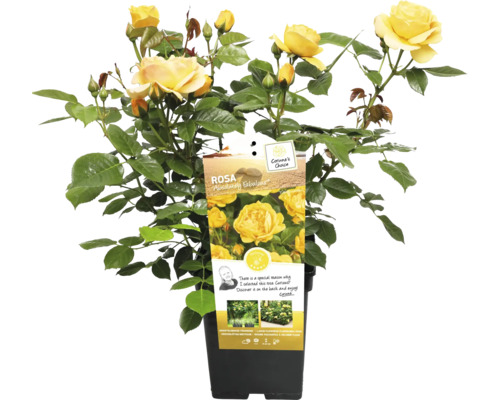 Gele perkroos in pot