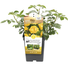 Rosa Absolutely Fabulous in pot