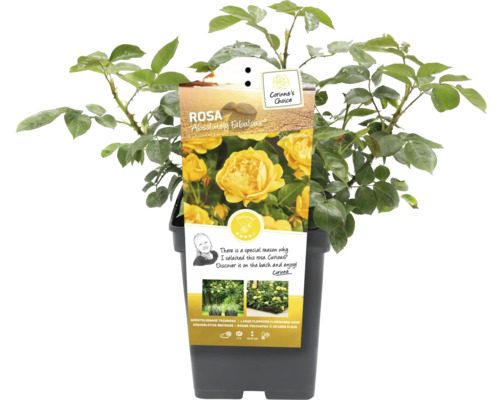 Rosa Absolutely Fabulous in pot