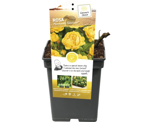 Gele perkroos Absolutely Fabulous in pot