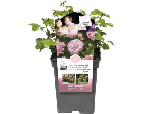 Bedroos Rosa Ballando in pot