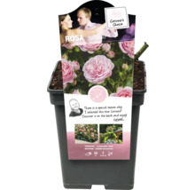 Rosa ''Ballando'' trosroos in pot