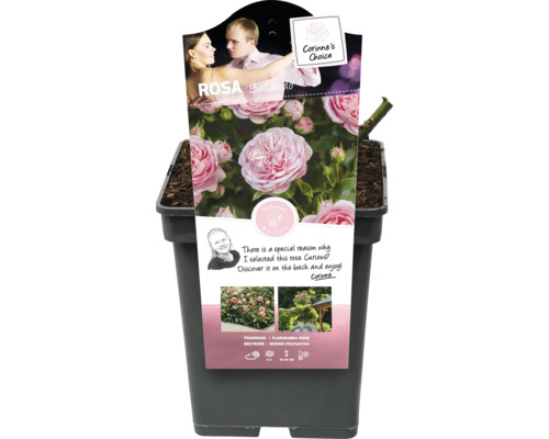 Rosa ''Ballando'' trosroos in pot