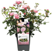 Roos in pot met zachtroze bloemen