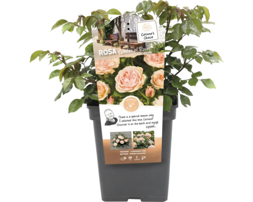 Roos in pot, soort Garden of Roses