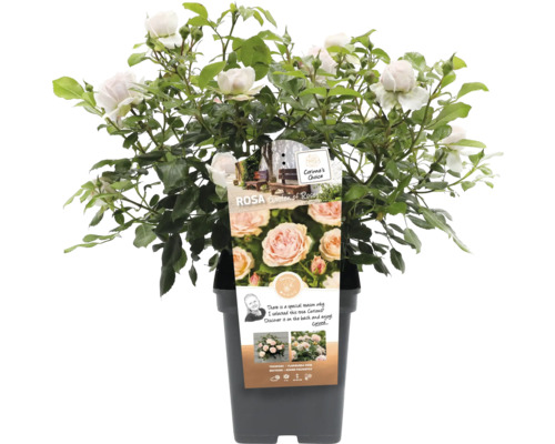 Roos in pot met bloemen