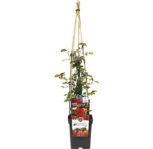 Roos in pot met klimrek