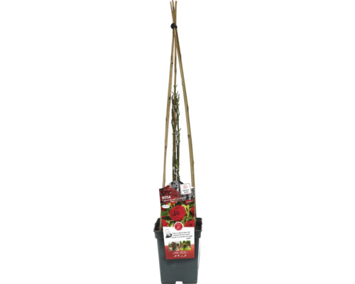 Klimroos in pot met klimhulp