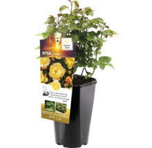 Gele perkroos in pot