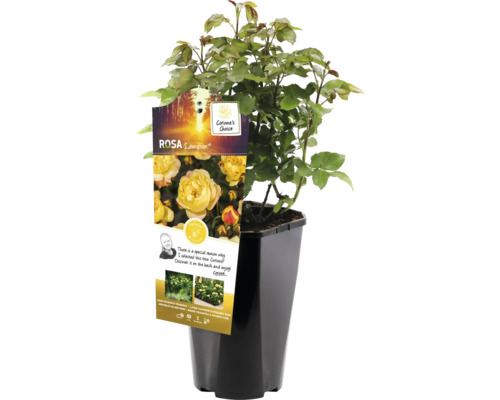 Gele perkroos in pot