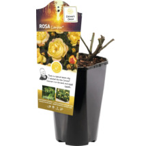 Rosa Lampion in pot