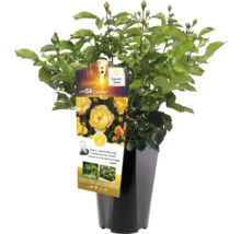 Gele roos in pot