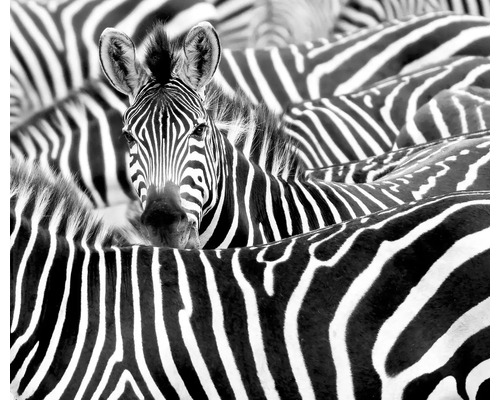 RASCH Fotobehang vlies 363616 African Queen III Zebra's 318x265 cm