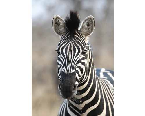 RASCH Fotobehang vlies 363623 African Queen III Zebra 212x300 cm