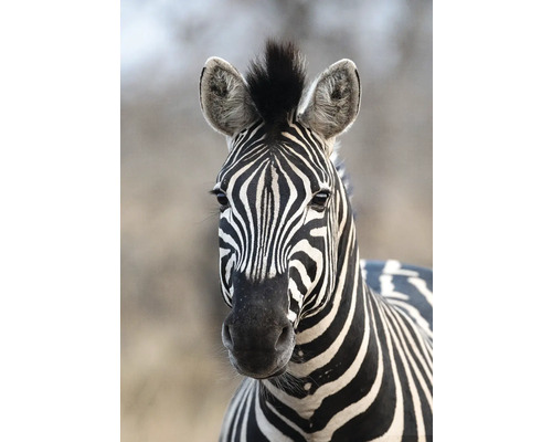 RASCH Fotobehang vlies 363623 African Queen III Zebra 212x300 cm Close-up van een zebra met een gestreept patroon