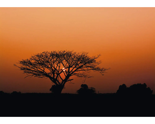 RASCH Fotobehang vlies 363647 African Queen III Afrikaanse zonsondergang 424x300 cm