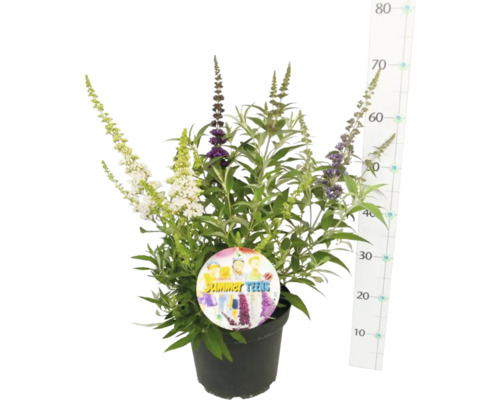 Vlinderstruik in pot met bloeiwijze