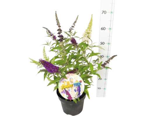 Vlinderstruik in pot met bloemen in verschillende kleuren