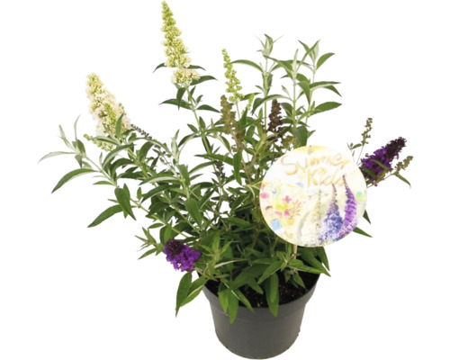 Vlinderstruik in pot met etiket