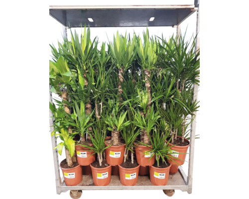 Verschillende drakenbloedbomen in pot op een kar