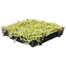 Sedumdak tray per m²-thumb-0 Sedumdak tray per m²-thumb-0