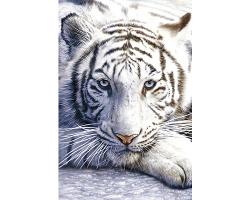 Decopaneel White Tiger 61x91 cm