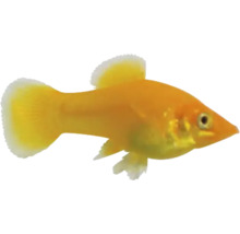 Goudmolly vis