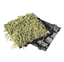 Sedumdak tray per m²-thumb-2 Sedumdak tray per m²-thumb-2