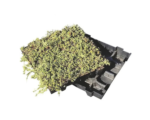 Vegetatiemat met beplanting voor de tuin